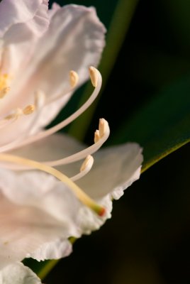 Rhododendron ponticum 'Goldflimmer' - rododendron - květ